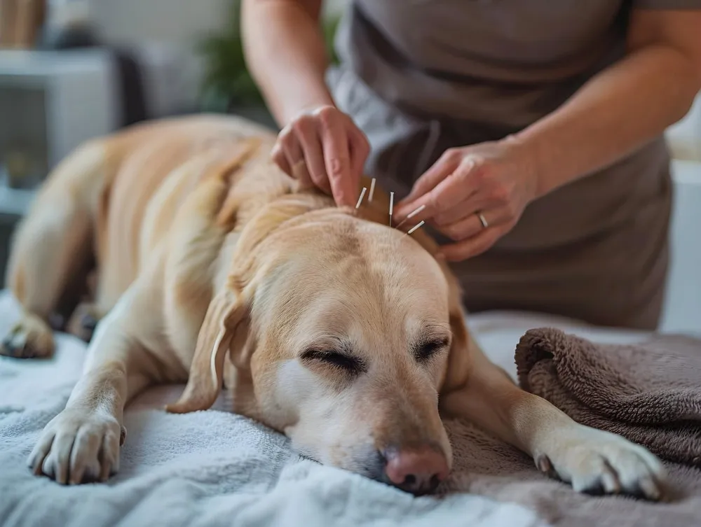 Flor de Lótus Veterinária - Serviços para Pets em Itatiba em Itatiba, SP