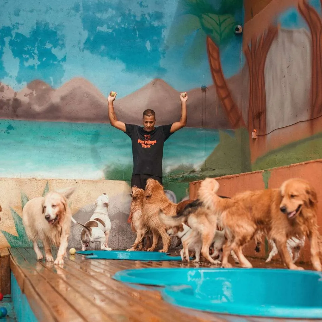 Dog Village Park - Adestramento de Cães em Itatiba em Itatiba, SP