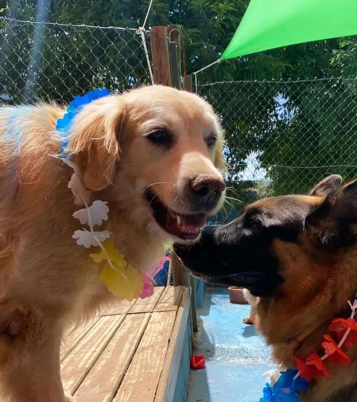 Dog Village Park - Adestramento de Cães em Itatiba em Itatiba, SP