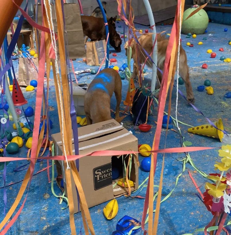 Dog Village Park - Creche para Cães em Itatiba em Itatiba, SP