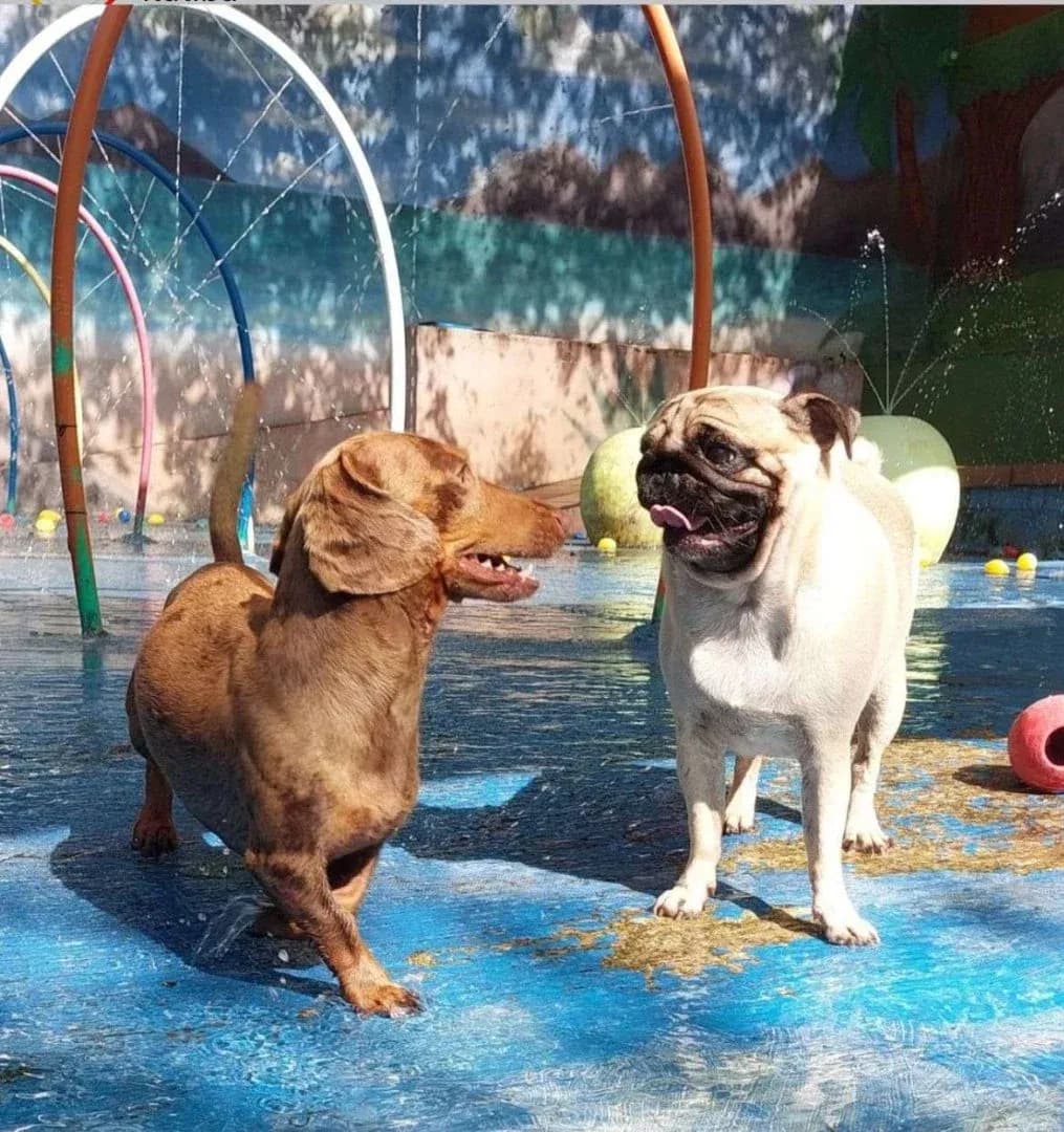 Dog Village Park - Creche para Cães em Itatiba em Itatiba, SP