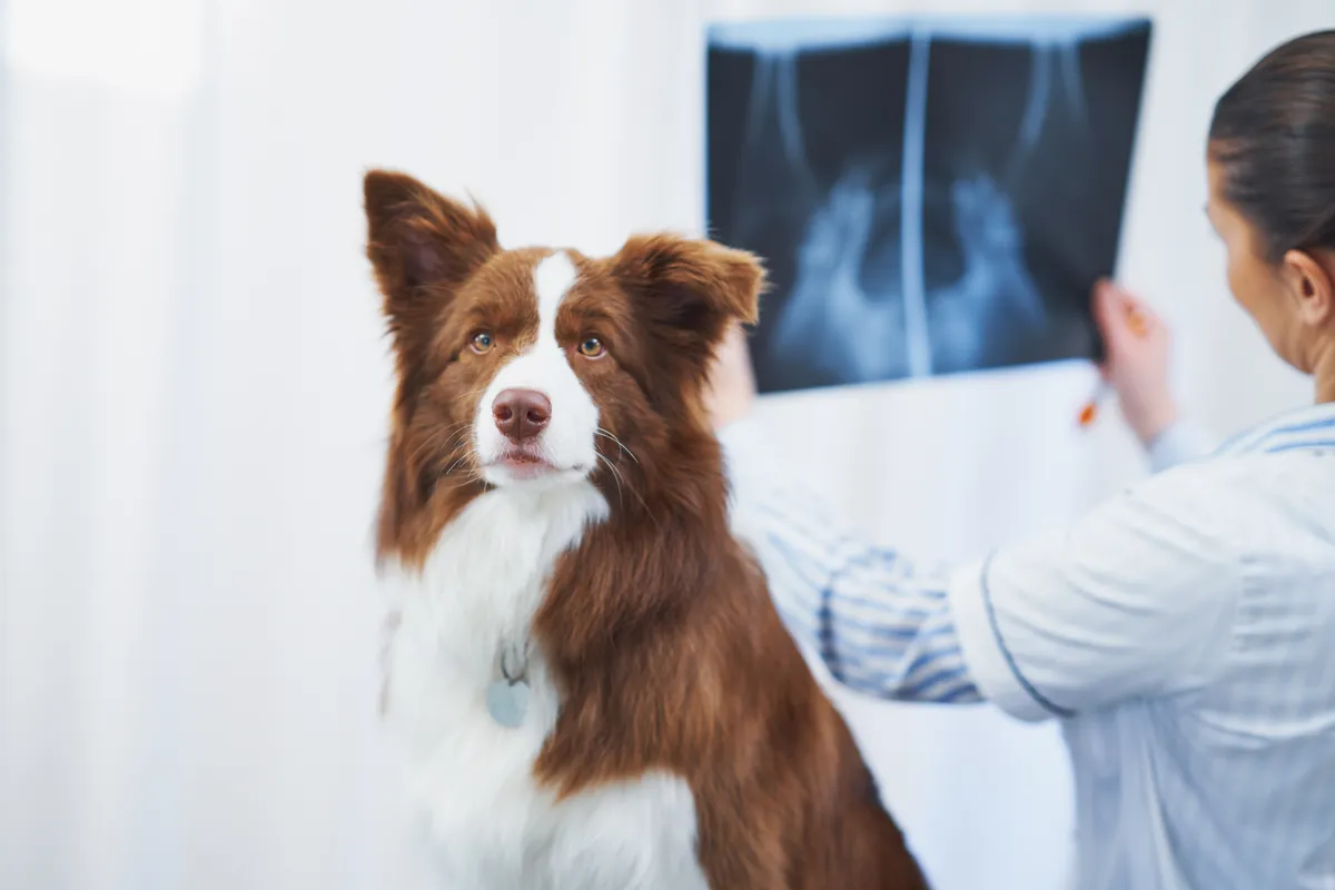 Flor de Lótus Veterinária - Serviços para Pets em Itatiba em Itatiba, SP