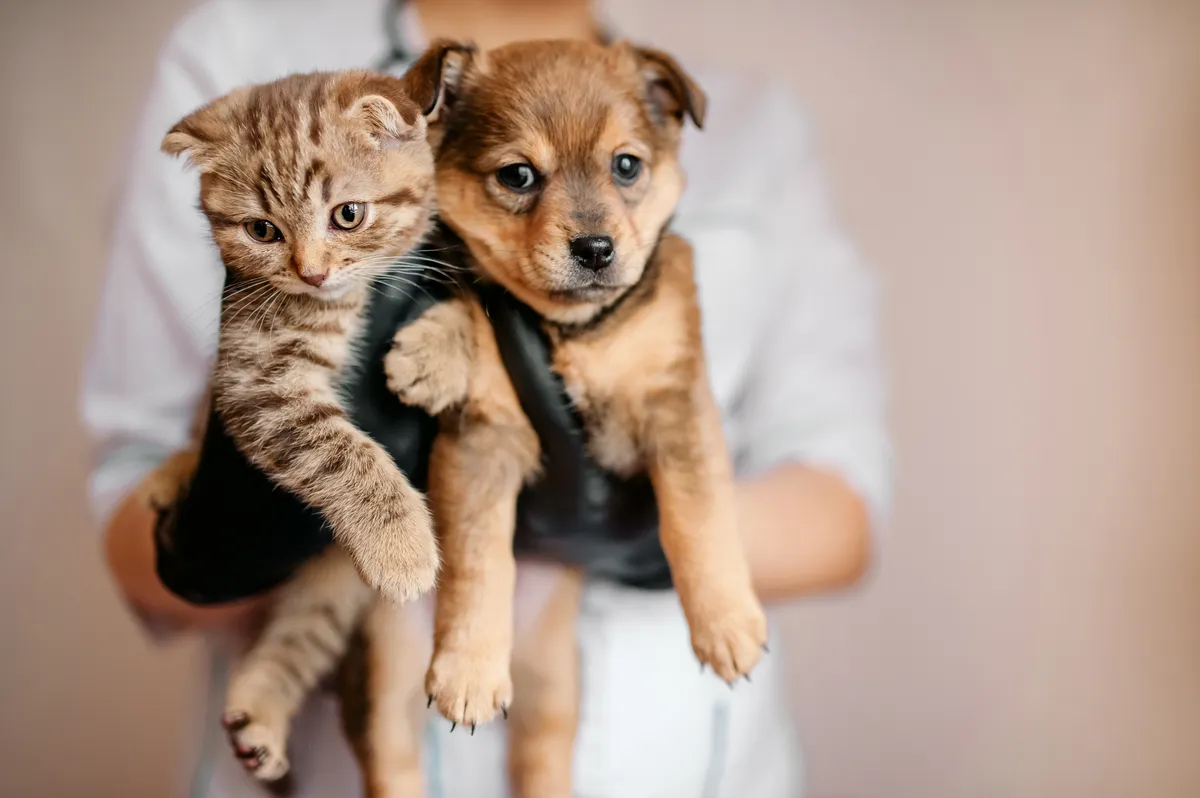 Flor de Lótus Veterinária - Serviços para Pets em Itatiba em Itatiba, SP