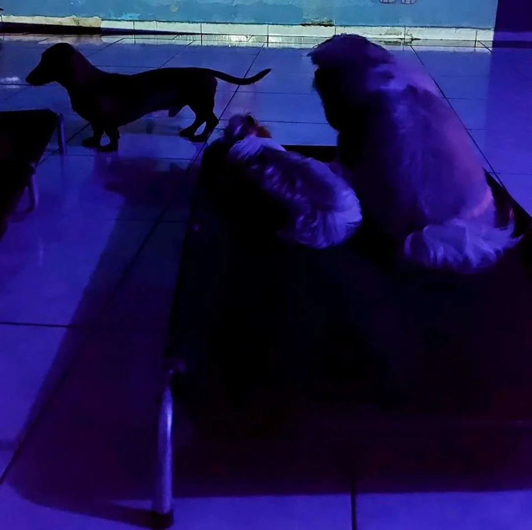 Dog Village Park - Creche para Cães em Itatiba em Itatiba, SP