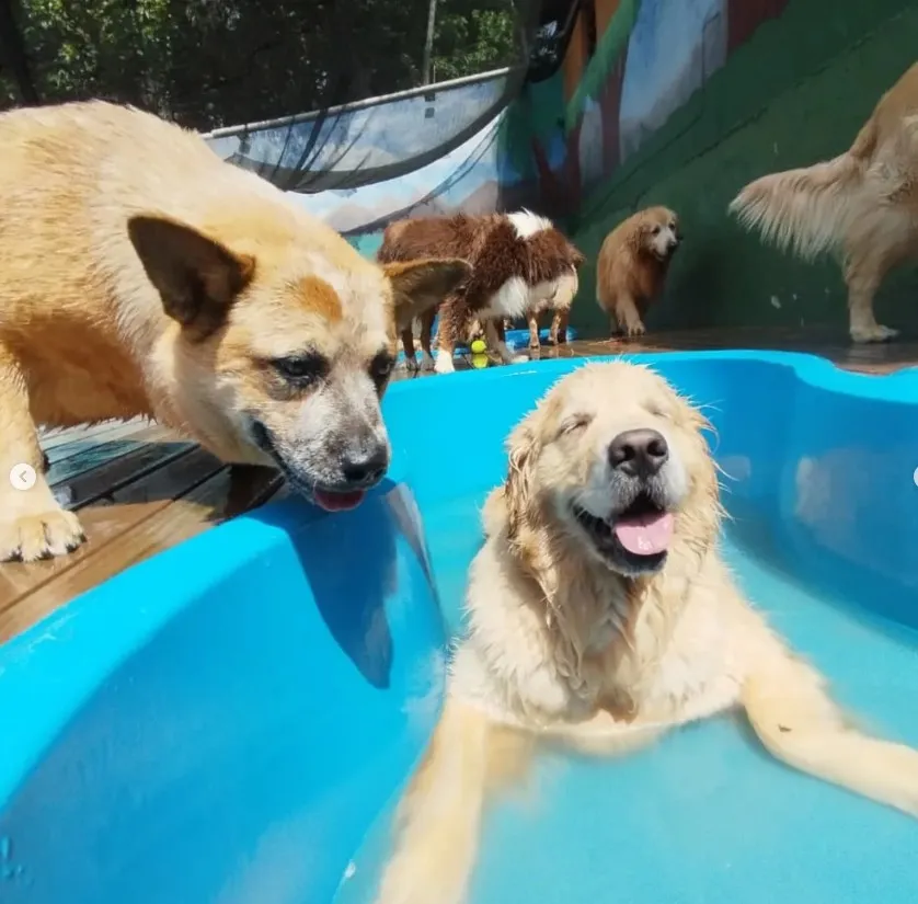 Dog Village Park - Creche para Cães em Itatiba em Itatiba, SP