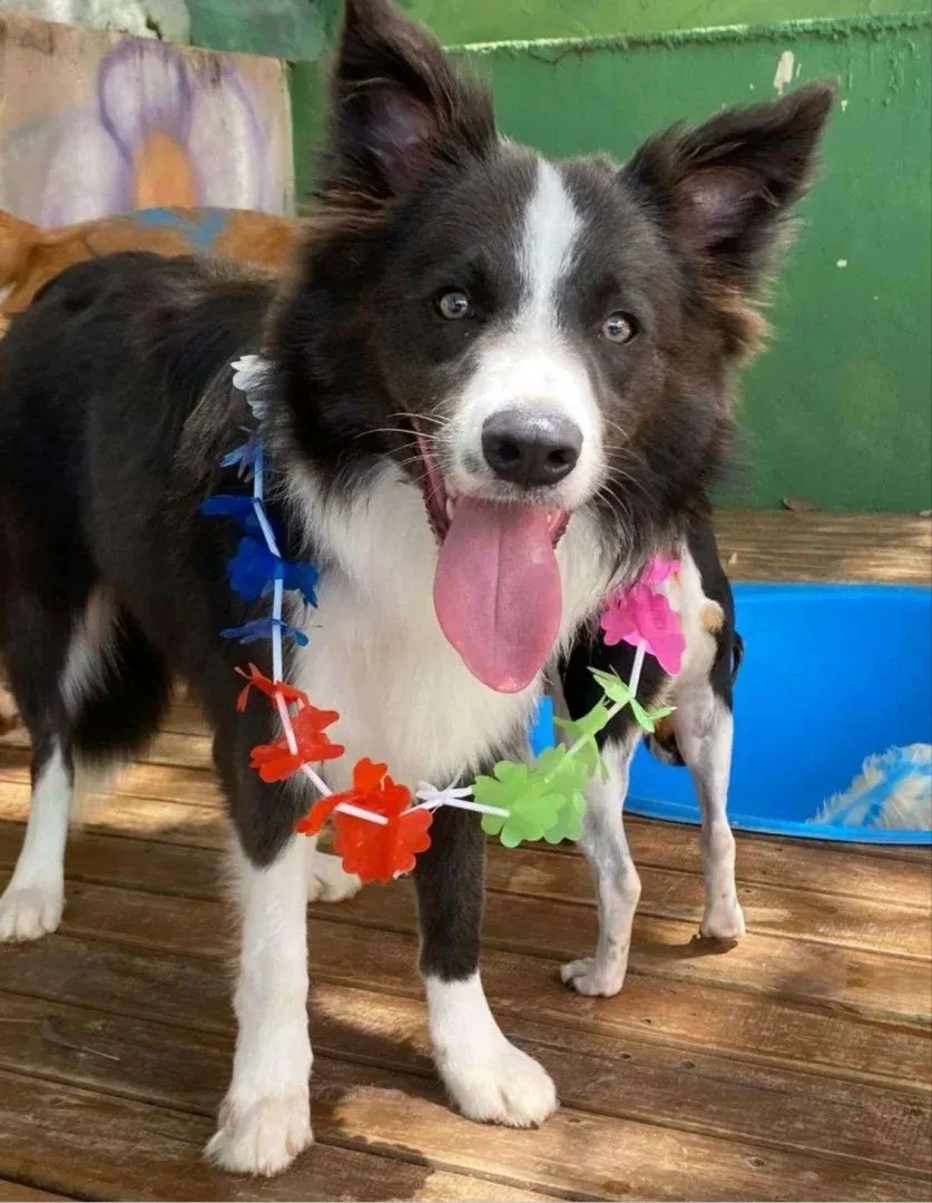 Dog Village Park