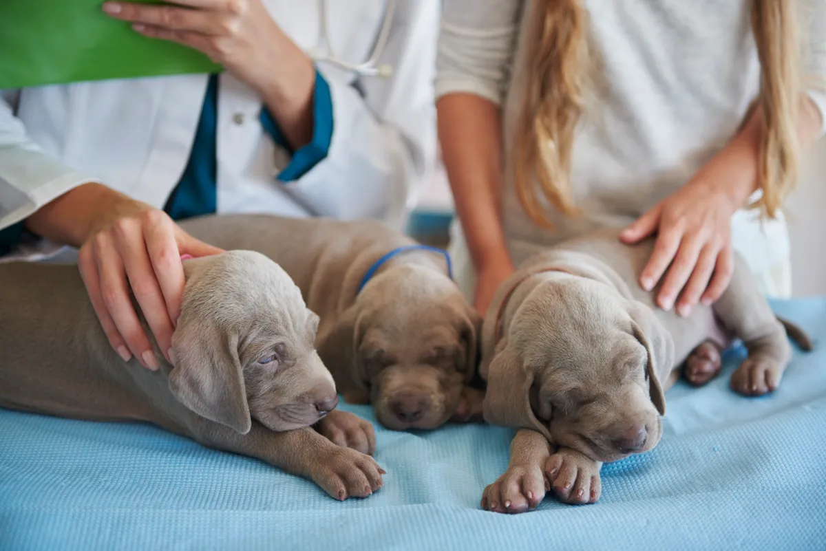 Flor de Lótus Veterinária - Serviços para Pets em Itatiba em Itatiba, SP