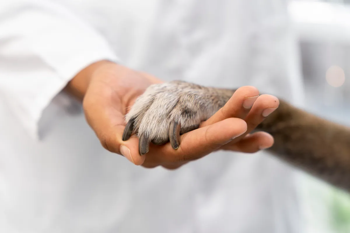 Flor de Lótus Veterinária