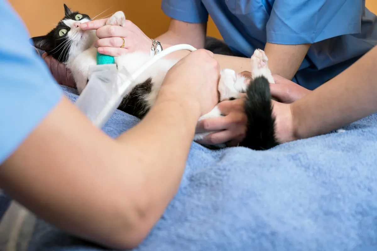 Flor de Lótus Veterinária - Serviços para Pets em Itatiba em Itatiba, SP