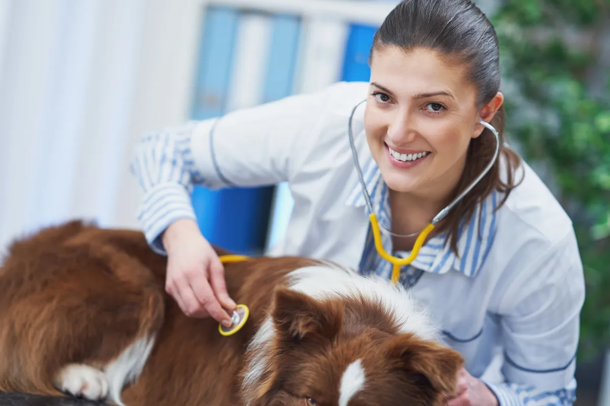 Flor de Lótus Veterinária - Serviços para Pets em Itatiba em Itatiba, SP